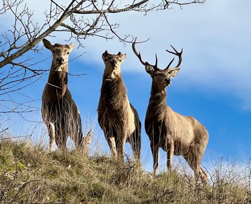 Three deer standing on a grassy hill under a clear blue sky, with sparse trees in the background.