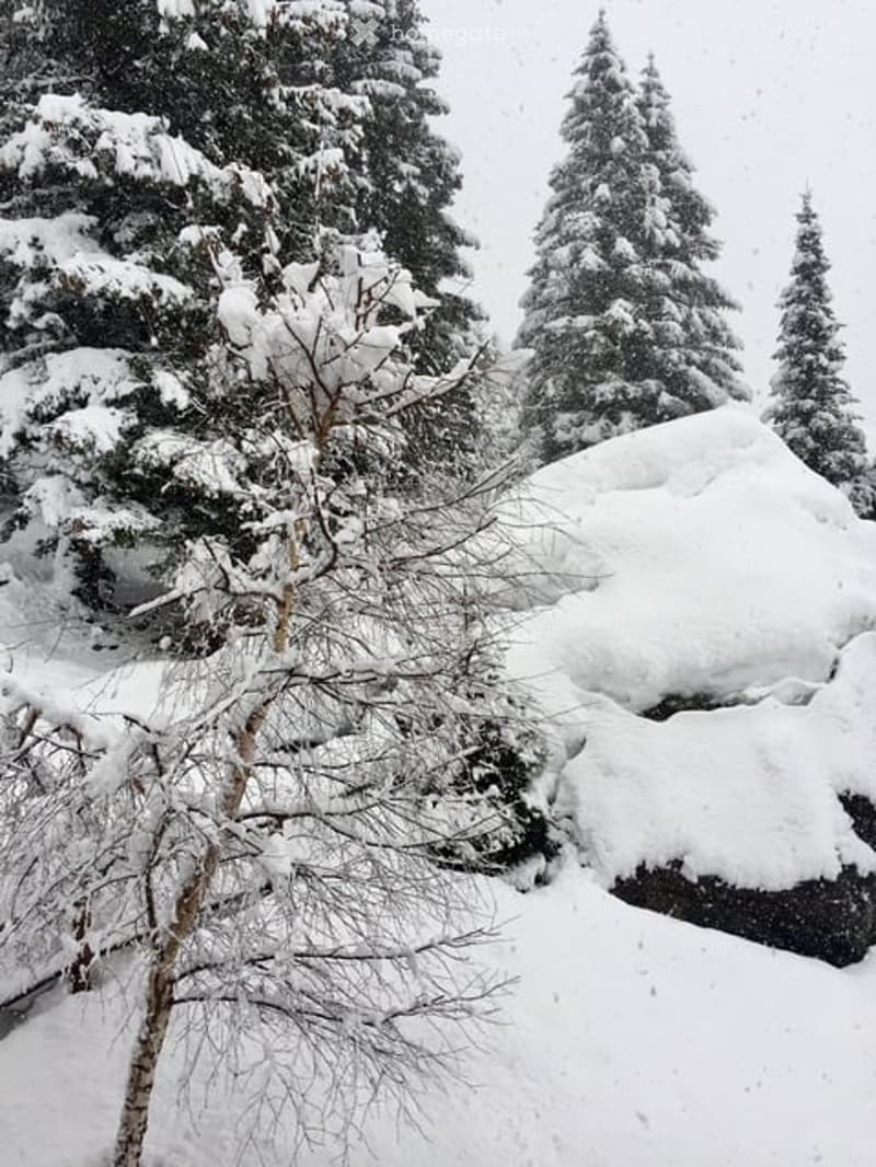 A snowy outdoor scene with tall evergreen trees and a snow-covered structure, likely a garage or shed, partially visible behind the trees.