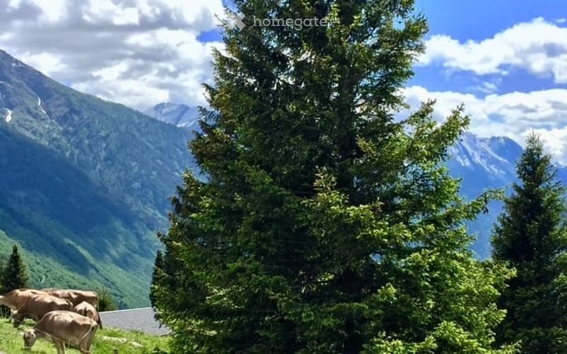 A scenic mountain landscape with a group of cows grazing in a lush green meadow, surrounded by tall evergreen trees and distant snow-capped peaks under a partly cloudy sky.
