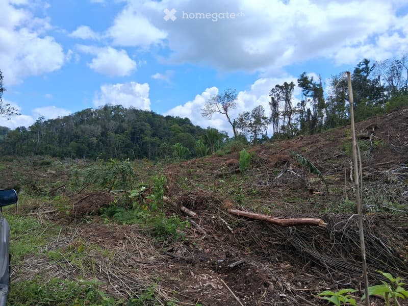A cleared, sloped area with sparse vegetation and scattered debris, surrounded by dense forest under a partly cloudy sky.