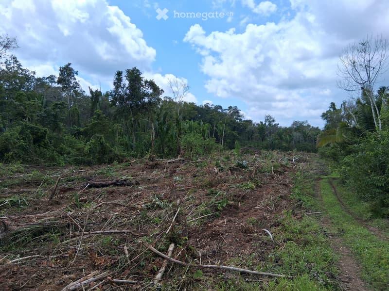 Cleared land with scattered logs and debris, surrounded by dense forest and vegetation. The area appears to be a recently cleared plot, possibly for agricultural or construction purposes.