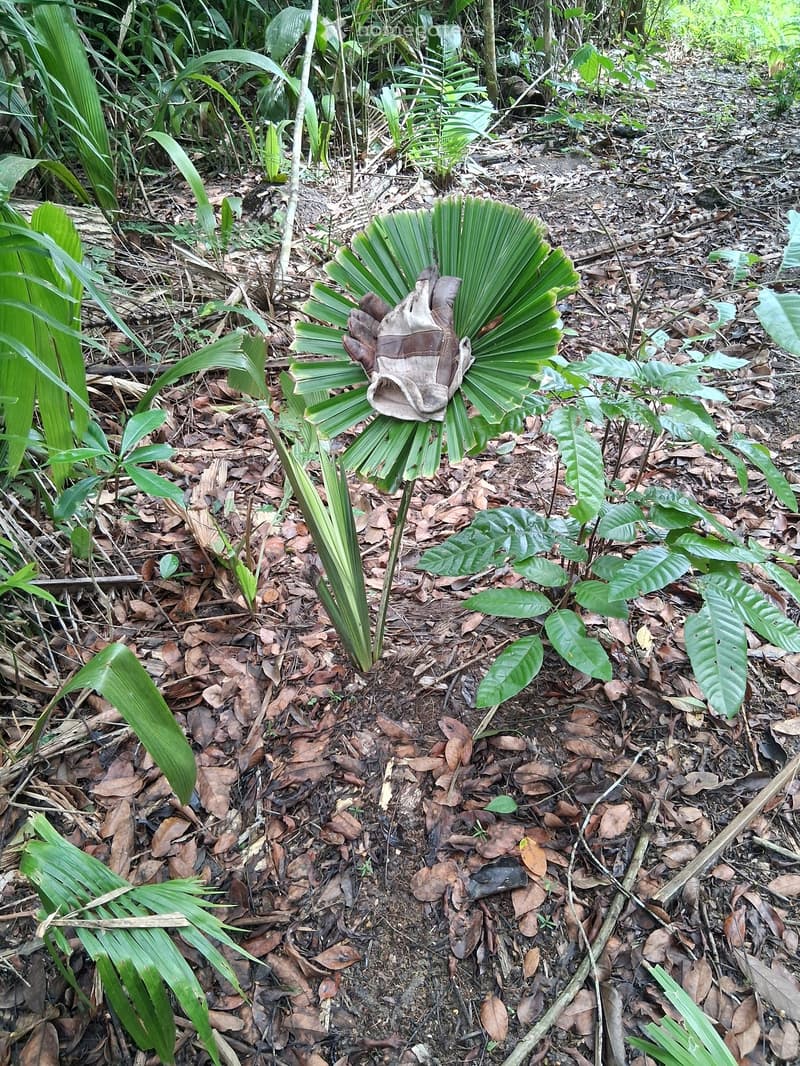 A lush garden area with various green plants and leaves, including a prominent palm-like plant with a brown, textured object resting on its leaves. The ground is covered with dry leaves and organic matter.