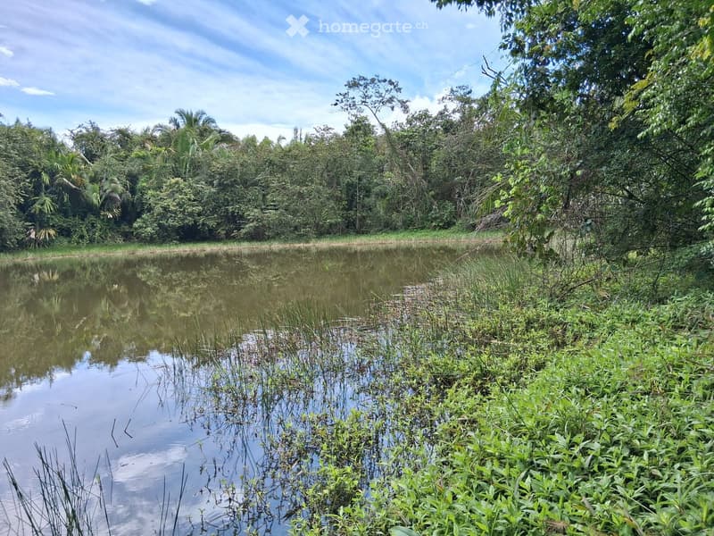 A serene pond surrounded by lush greenery and trees, with calm water reflecting the sky and surrounding vegetation.