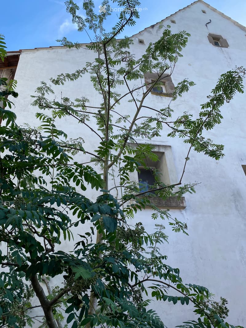 Aussergewöhnliche 4.5 Zimmer Wohnung mit Einfamilienhaus-Charakter (20)