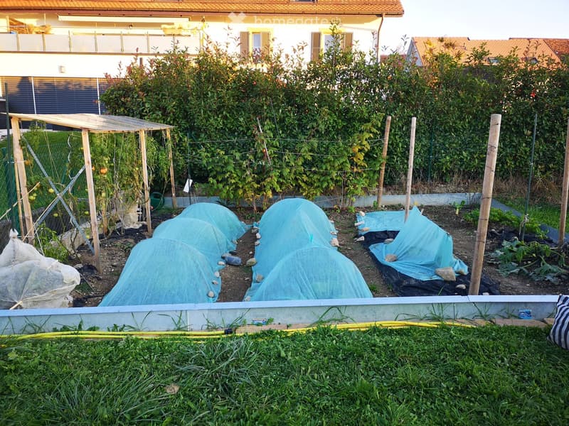 Garden area with raised beds covered in blue netting, surrounded by lush greenery and a wooden trellis structure. The garden is bordered by a concrete edge and has a grassy foreground.