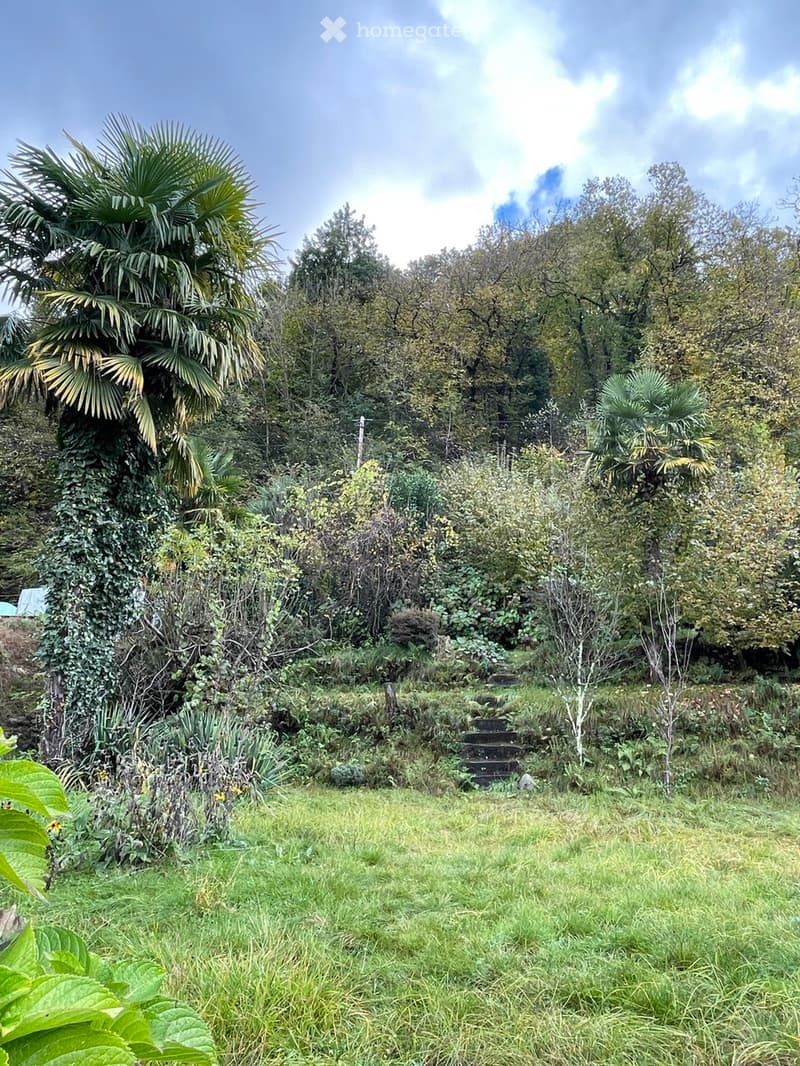 A lush garden area with dense vegetation, including palm trees, shrubs, and a grassy lawn. A small set of stone steps leads up to a more densely wooded area.