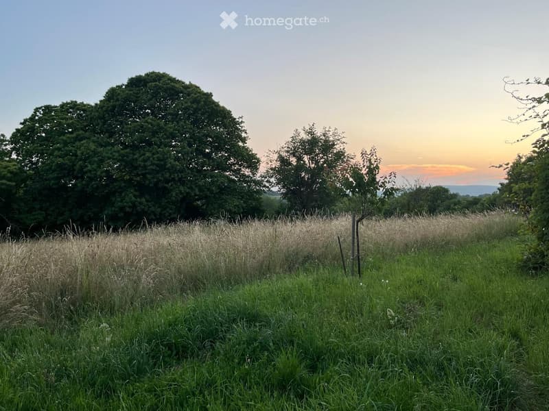 A grassy field with tall grass and wildflowers, surrounded by trees, with a sunset view in the background.