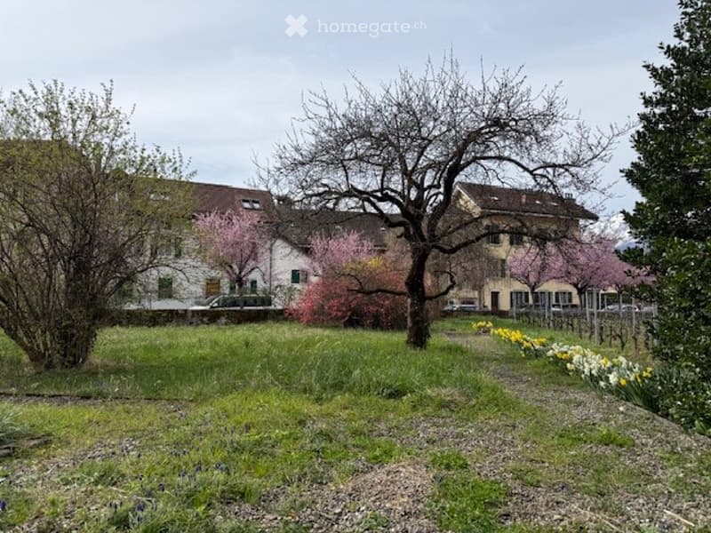 A grassy outdoor area with trees, flowering shrubs, and a building in the background.