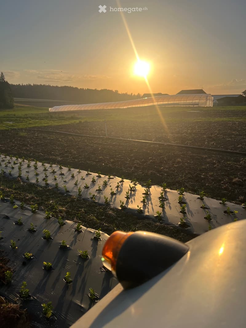 Agricultural field with rows of young plants covered in black plastic mulch, surrounded by open farmland and a greenhouse structure in the background during sunset.