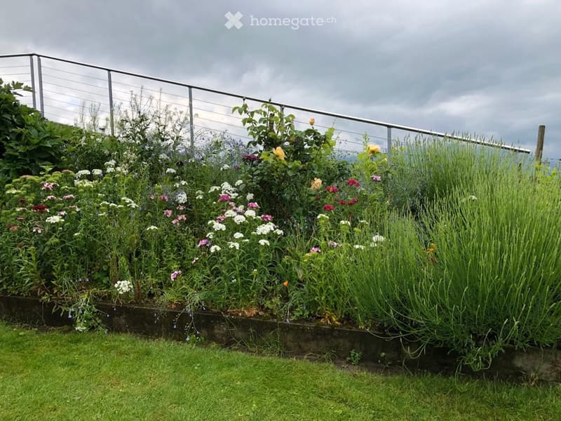 A well-maintained garden with a variety of colorful flowers and tall grasses, bordered by a metal fence and a raised concrete border.