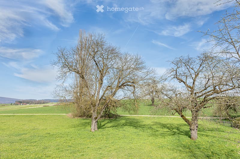Open green field with several leafless trees, clear blue sky, and distant landscape.