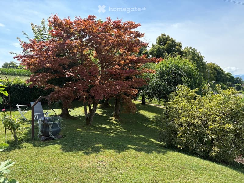 well-manicured lawn, large tree, bushes, chairs, potted plants, metal trellis, bright and sunny with a clear blue sky in the background