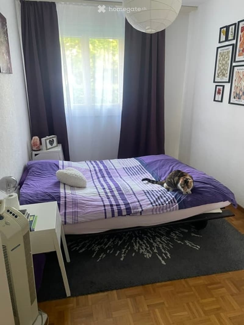 Cozy bedroom with a large bed covered in a purple and white checkered duvet, a nightstand with a lamp, a fan, and several picture frames on the wall. A cat is resting on the bed.