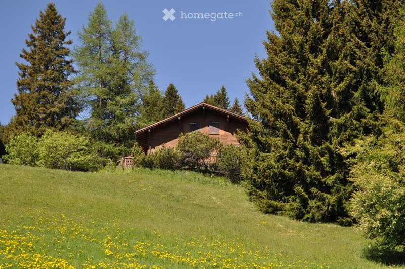 A wooden house with a sloped roof, surrounded by tall evergreen trees and a grassy lawn dotted with yellow flowers.