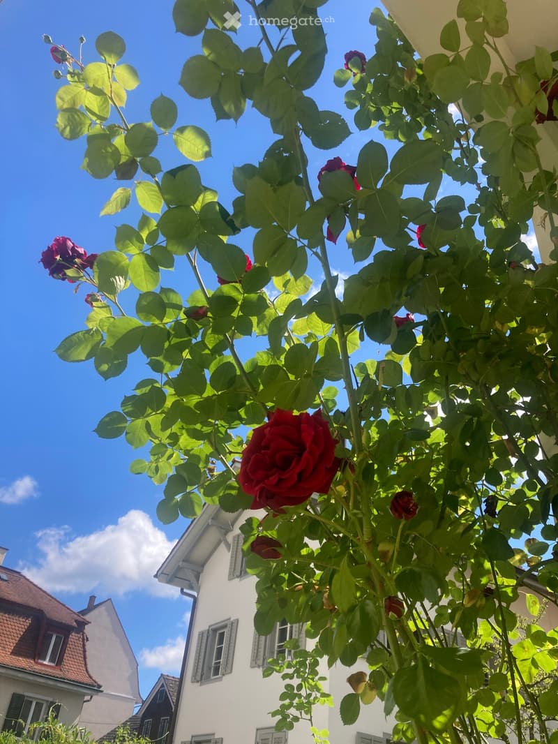 A rose bush with red flowers and green leaves in the foreground, with a white house and other residential buildings visible in the background under a clear blue sky.