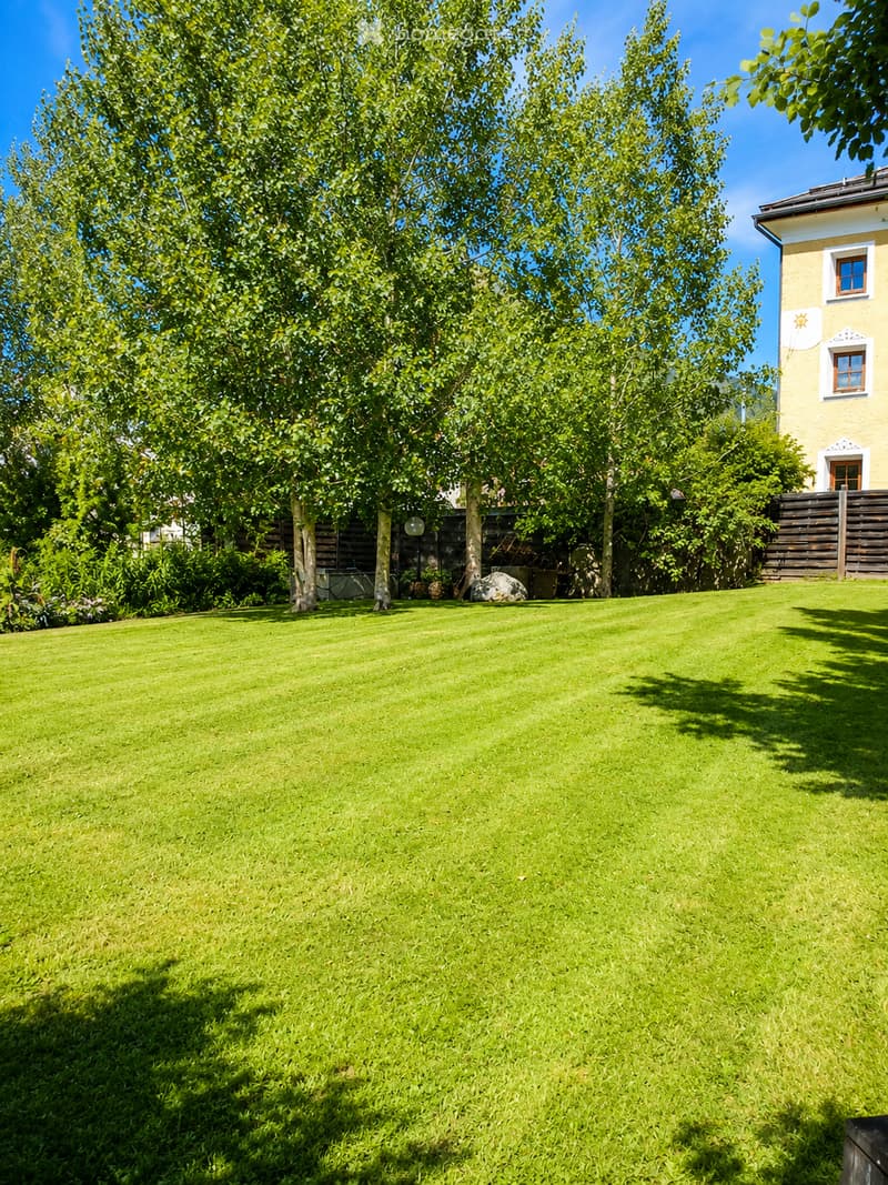 Well-maintained green lawn with several trees and a wooden fence, with a house visible in the background.