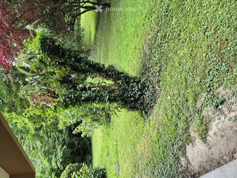 Lush green garden with well-maintained lawn, climbing vines, and various shrubs and trees.
