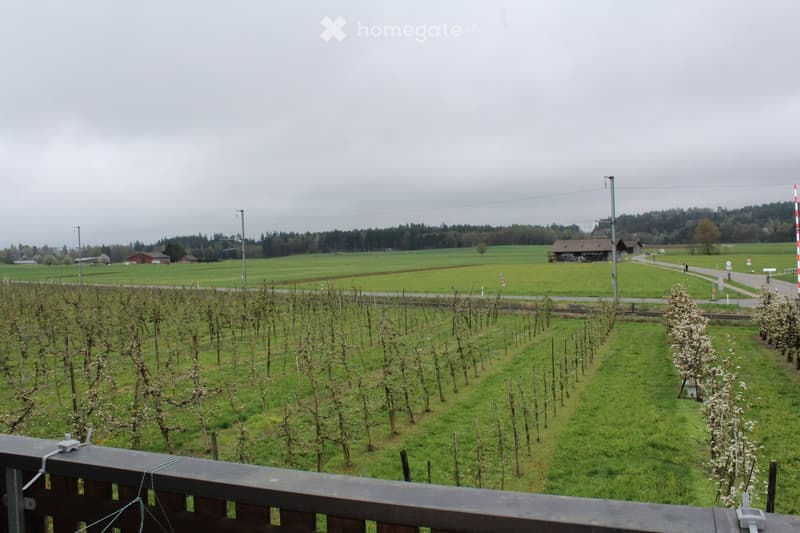 Green field with apple trees, distant houses, cloudy sky, metal poles, road