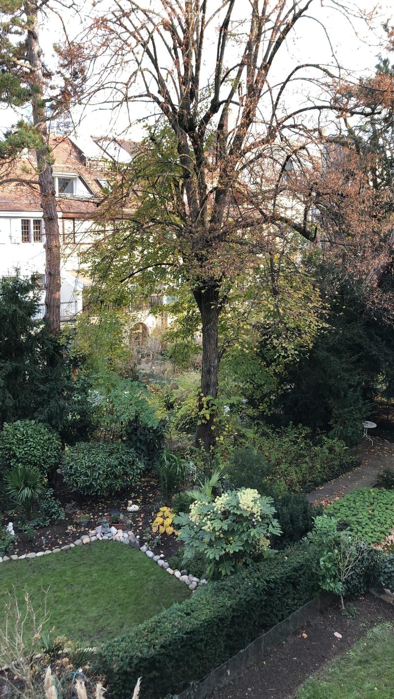 A lush garden with various plants, trees, and a small grassy area, surrounded by a stone border and pathways.