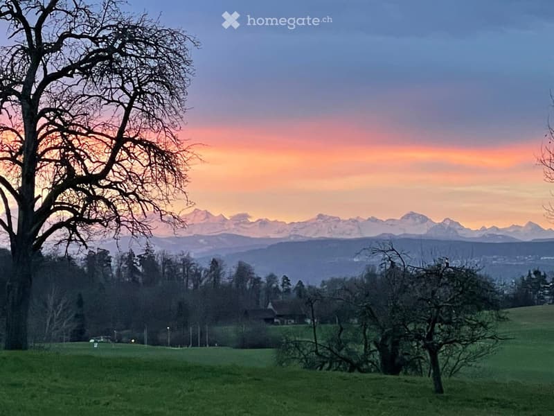 green grass, trees, mountains, sunset