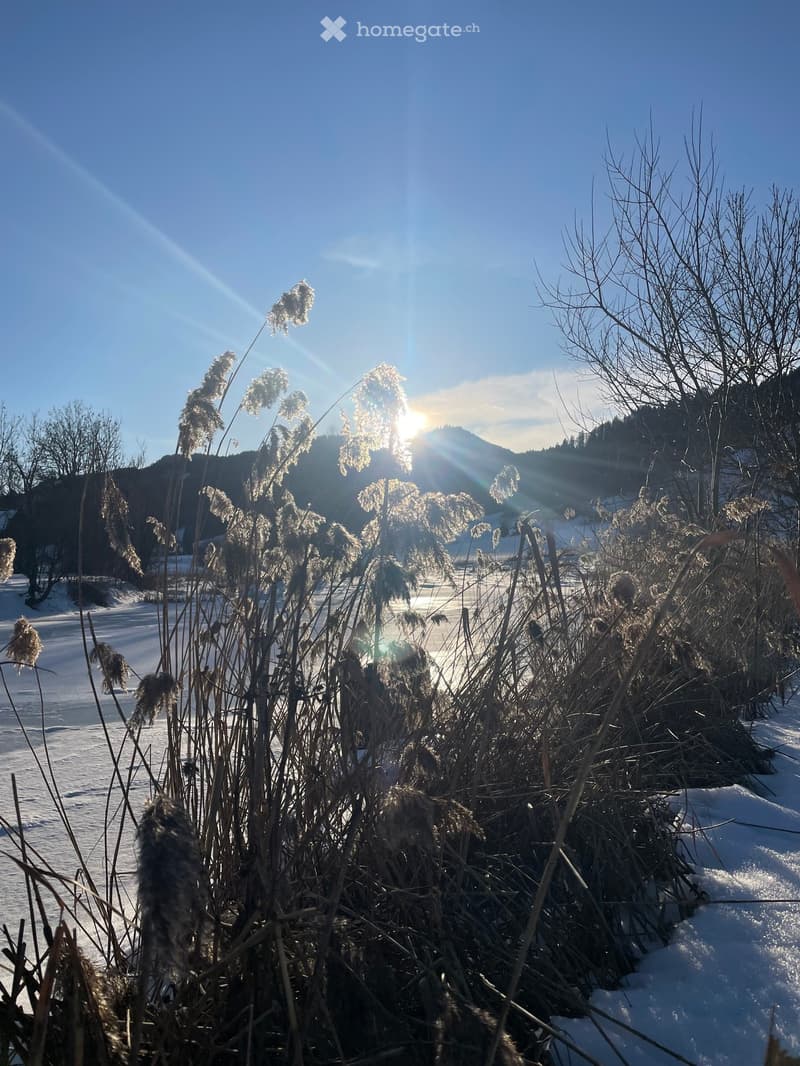 A serene winter landscape with snow-covered ground, bare trees, and tall, frosty reeds in the foreground, with the sun shining brightly in the background.