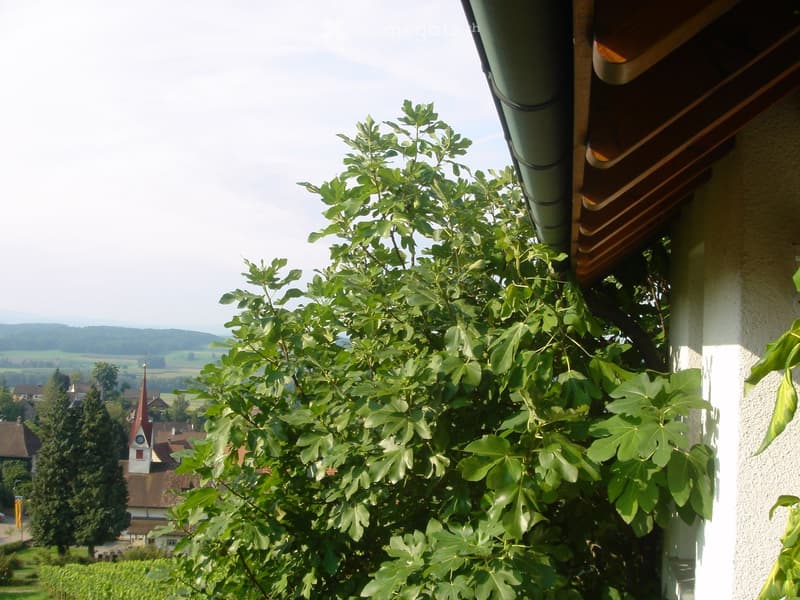 Grosses 6.5-Zimmer-EFH in Nussbaumen TG mit herrlicher Aussicht von Säntis bis zu den Walliser Alpen (7)