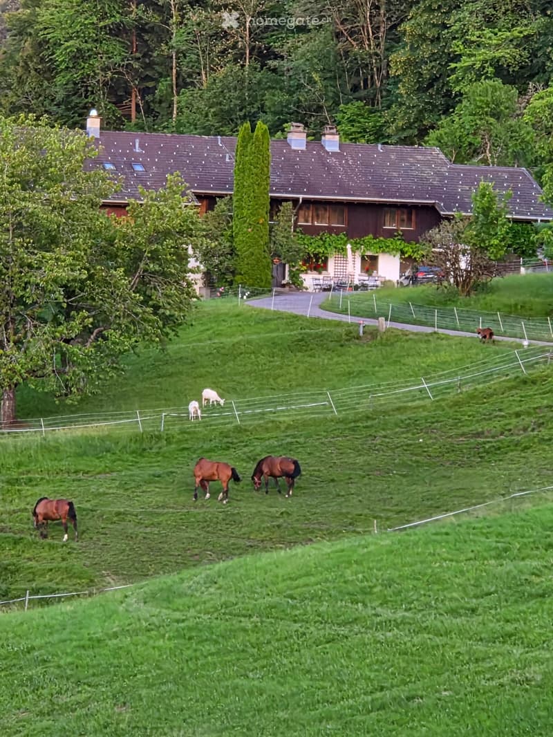A grassy field with several horses grazing, surrounded by a fence and trees, with a house and driveway visible in the background.
