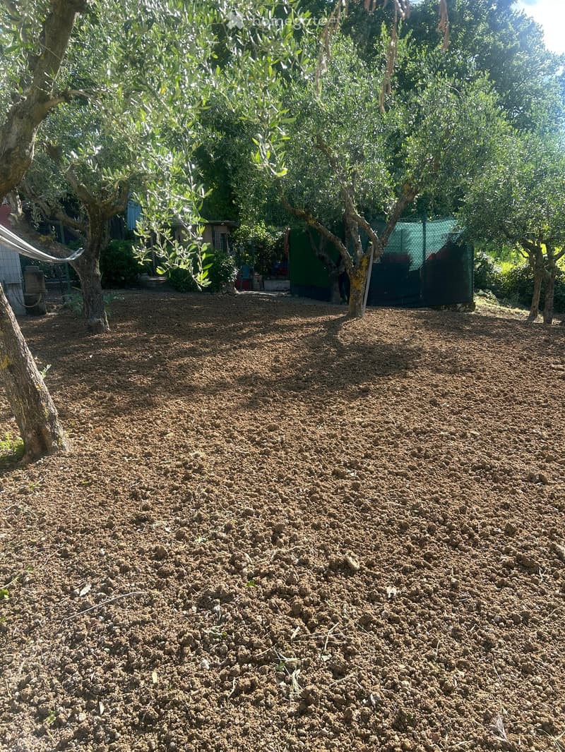 Garden area with olive trees, soil, and a fenced structure in the background.