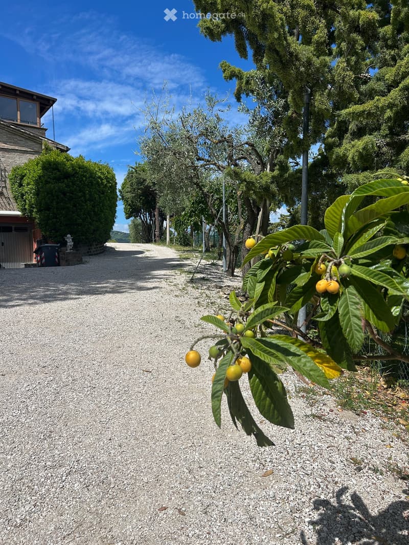 Gravel pathway lined with trees and fruit-bearing plants, with a house visible on the left side.