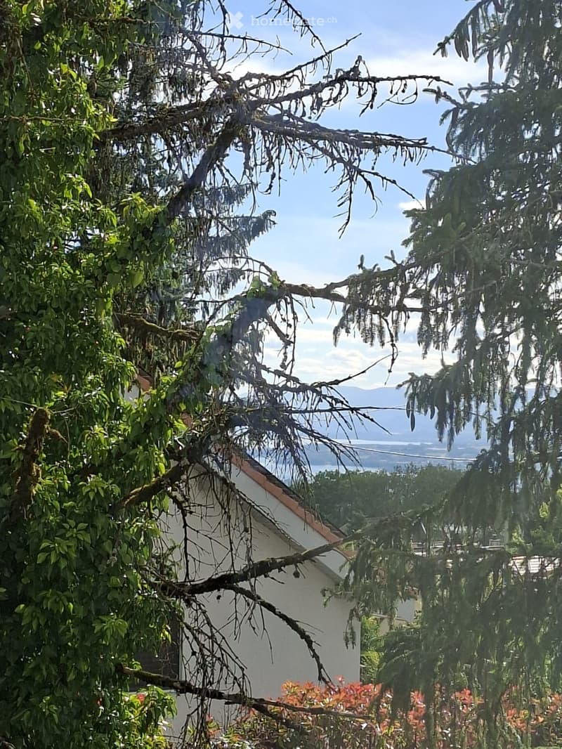 A view of a house partially obscured by trees, with a visible roof and surrounding greenery.
