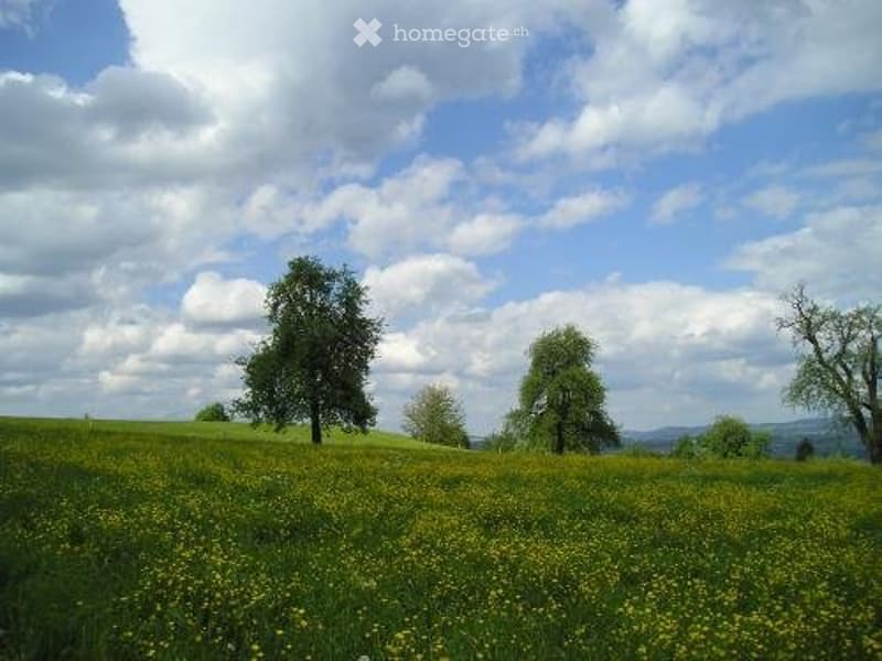Open field with tall grass and wildflowers under a partly cloudy sky, scattered trees in the background.