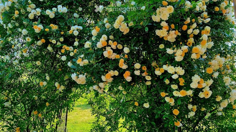A lush garden area with a climbing rose bush covered in white and yellow blooms, supported by a wooden trellis, surrounded by green foliage and a grassy lawn.