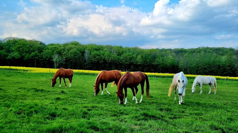 A green field with five horses grazing, surrounded by a yellow flower border and a dense forest in the background under a partly cloudy sky.