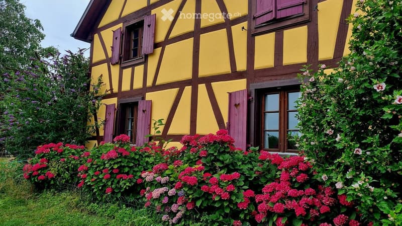 A charming yellow half-timbered house with purple shutters and a heart-shaped door, surrounded by vibrant red and white flowers and lush greenery.