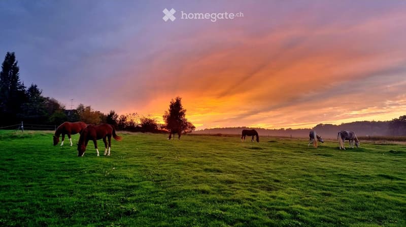 A peaceful rural scene at sunset with several horses grazing in a lush green field, surrounded by trees and a colorful sky.