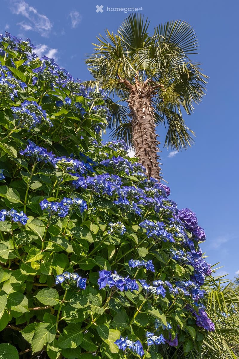 a view of green plants with purple flowers and a tall palm tree behind them