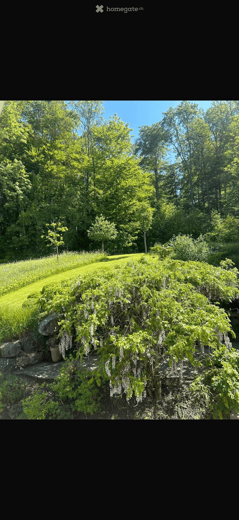 A lush garden with a well-maintained lawn, dense green trees, and a prominent wisteria plant with hanging blooms. The area is bordered by a stone wall and includes a small wooden bench and a terracotta pot.