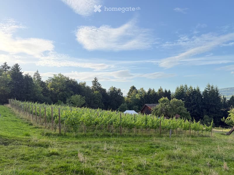 A vineyard with rows of grapevines, wooden posts, and a small wooden shed in the background, surrounded by trees and a clear blue sky.