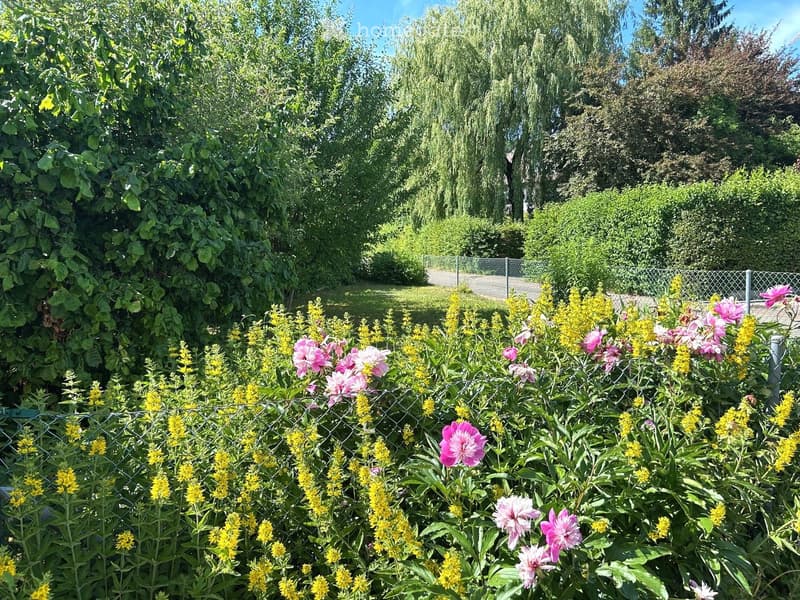 A garden area with a variety of colorful flowers, including pink and yellow blooms, surrounded by a wire fence and lush green trees in the background.