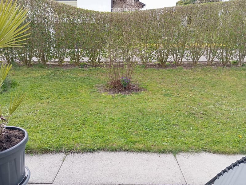 Well-maintained lawn with trimmed hedges, a small flower bed, and a large potted plant on a concrete patio.