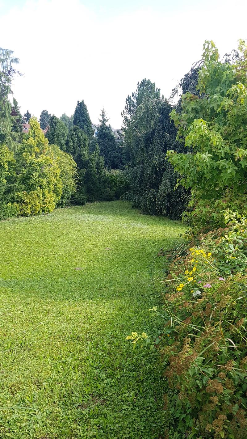 A well-maintained garden with a wide, grassy lawn bordered by tall trees and shrubs, featuring a variety of flowering plants and bushes along the edge.