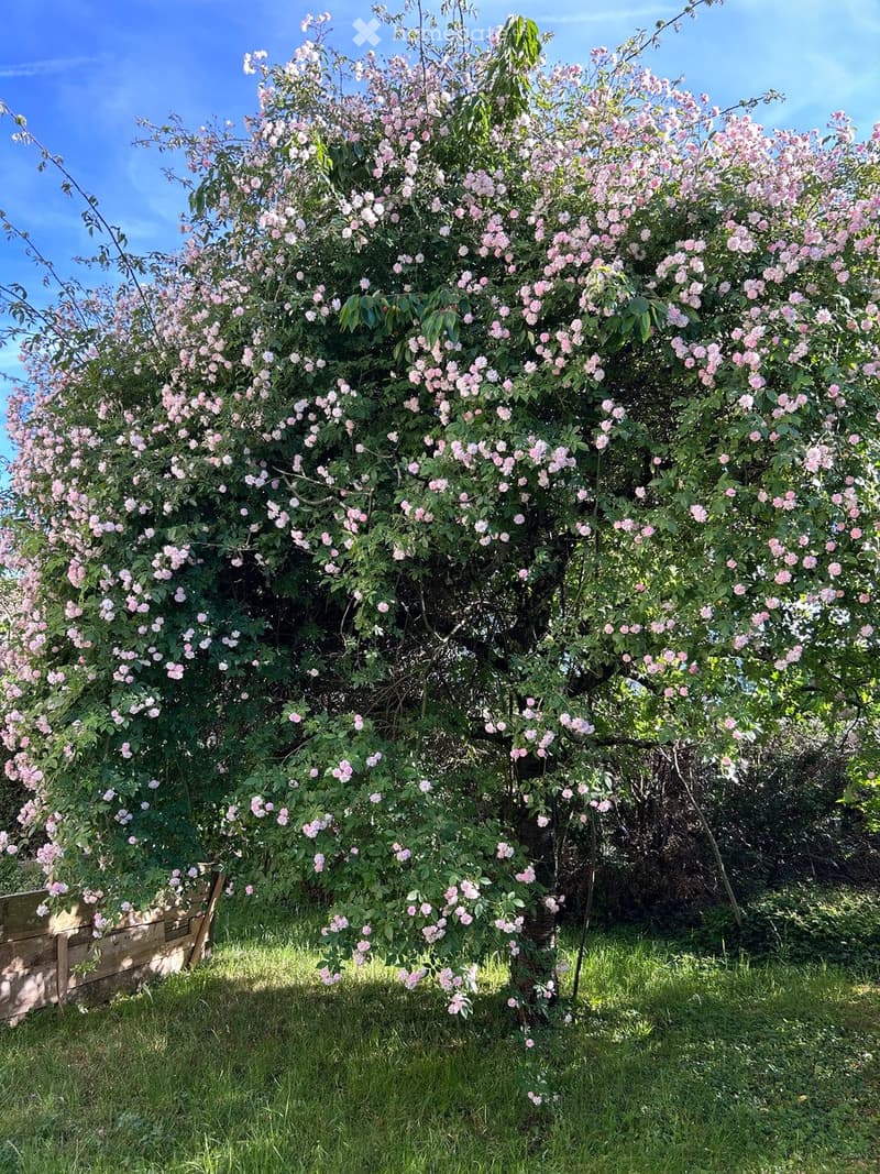 A lush garden with a large flowering tree covered in pink blossoms, surrounded by green grass and a wooden fence.