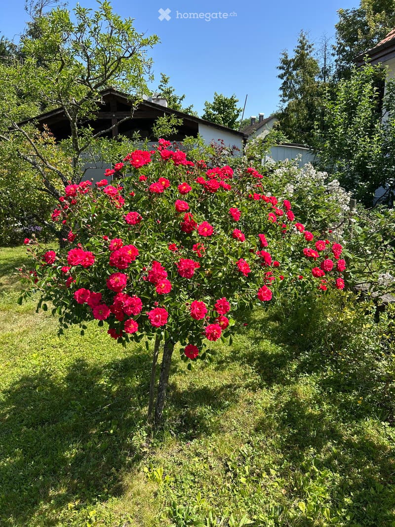 Garden with a bush of red flowers, green grass, and trees in the background.