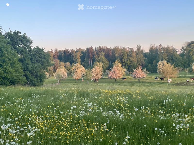 A serene countryside scene with a lush green field dotted with white and yellow flowers, several cows grazing, and a line of trees in the background under a clear blue sky.