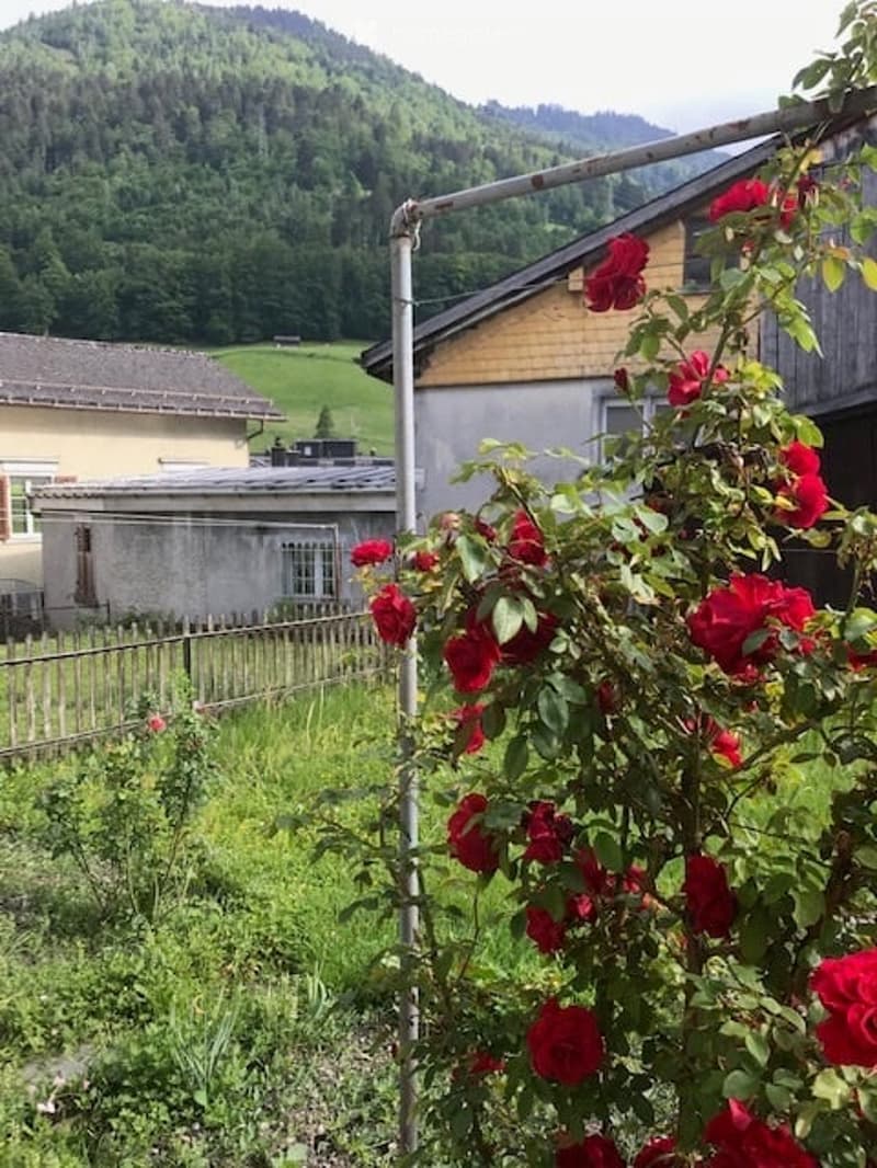 A garden area with red roses, a wooden fence, and a view of a green field and mountains in the background.