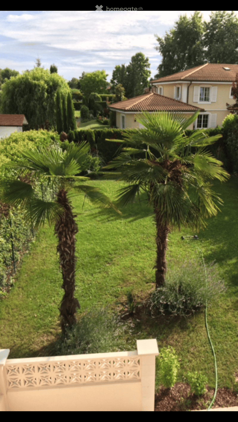 Well-maintained garden with green lawn, palm trees, shrubs, and a white decorative fence. A yellow house with a tiled roof is visible in the background.