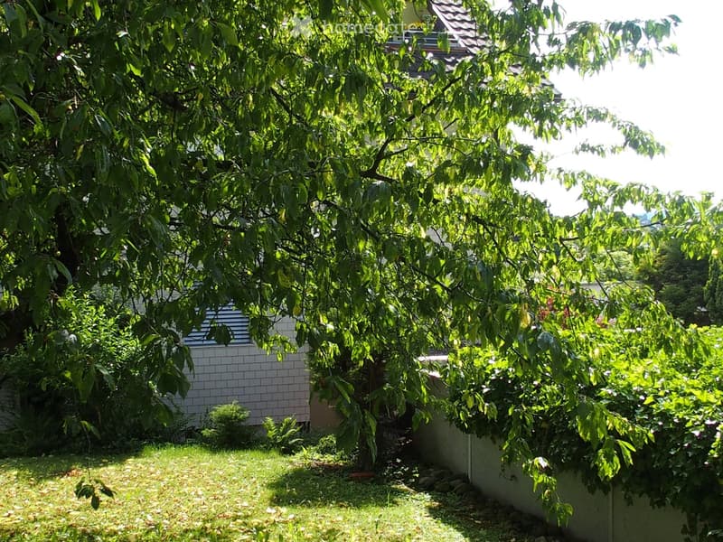 Lush garden with a large tree, green grass, and various plants, partially obscured by a white wall and a house in the background.