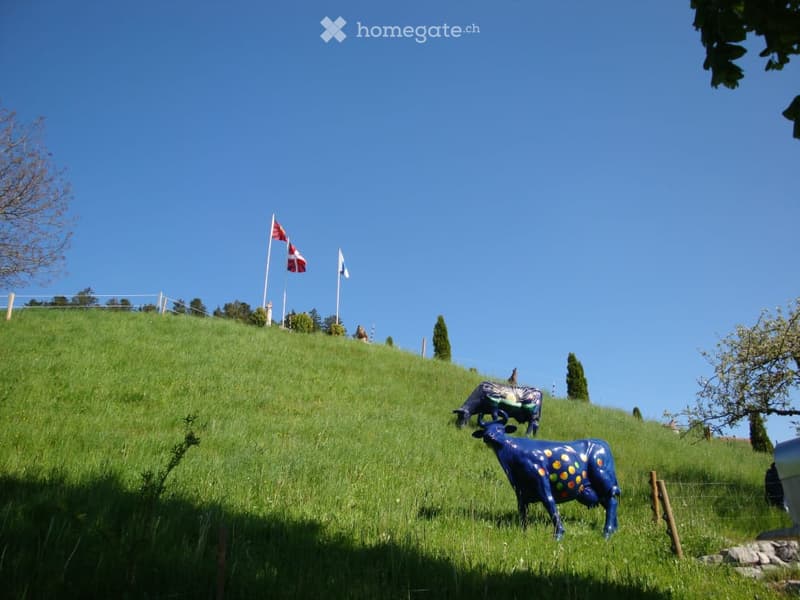 A grassy hill with two painted cows, a fence, and flags on poles in the background.