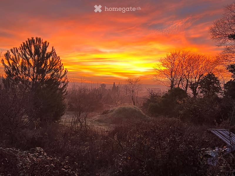 A serene outdoor view at sunset, featuring a path leading through a field of bare trees and shrubs, with a distant cityscape visible in the background.