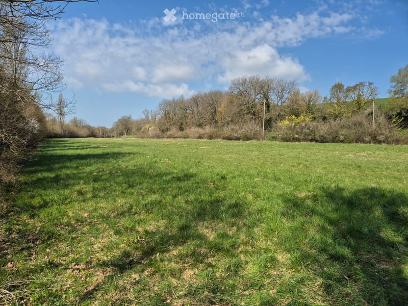 Open grassy field with scattered trees and bushes under a clear blue sky.